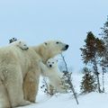 20231118_寒地温情_北极熊妈妈和幼崽，丘吉尔城，曼尼托巴省，加拿大_intro_UHD.jpg