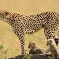 20231204_机敏可爱的捕猎高手_一只猎豹妈妈和她的幼崽，马赛马拉国家保护区，肯尼亚_intro_UHD.jpg